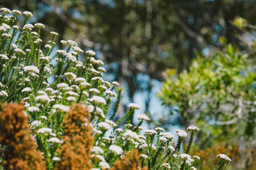 0 Bedroom Property for Sale in Pezula Private Estate Western Cape